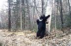 俄罗斯黑熊蹭痒秀“热舞”