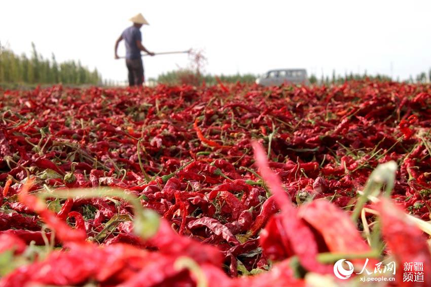 新疆焉耆縣13萬畝紅辣椒進入採收期（圖）