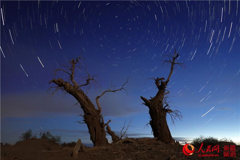 新疆塔里木盆地：星空下的千年胡杨（组图）