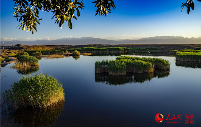 新疆英吉沙县：穆孜鲁克湿地公园美景令人流连忘返