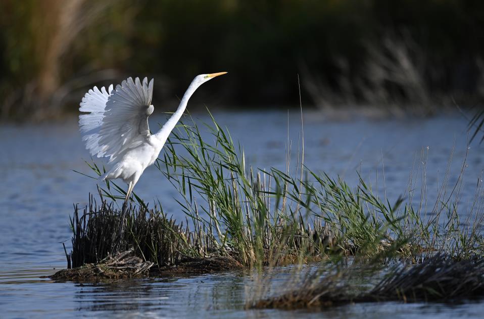 新疆：湿地野生水鸟欢唱“初秋之歌”
